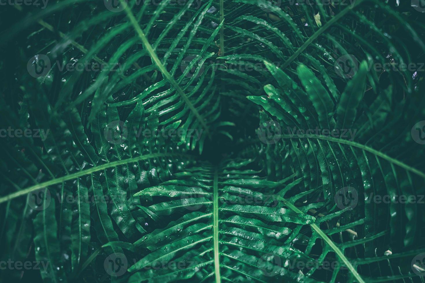 Tropical Leaves Texture in Dark Contrast Background. photo