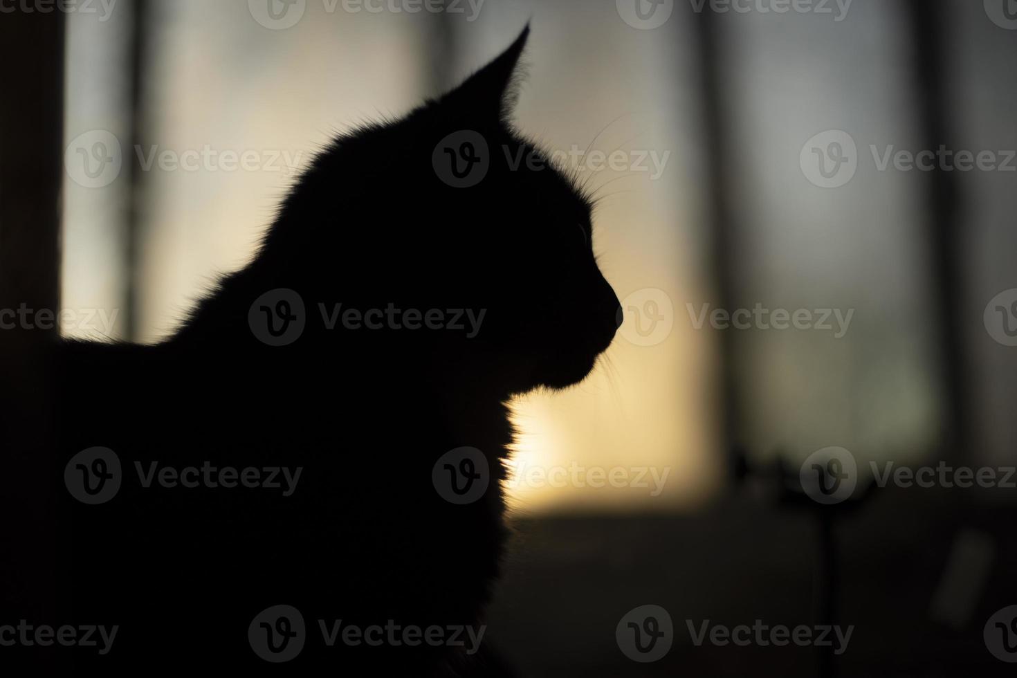 Silhouette of cat on background of window. Pet at home. Black cat in morning. photo