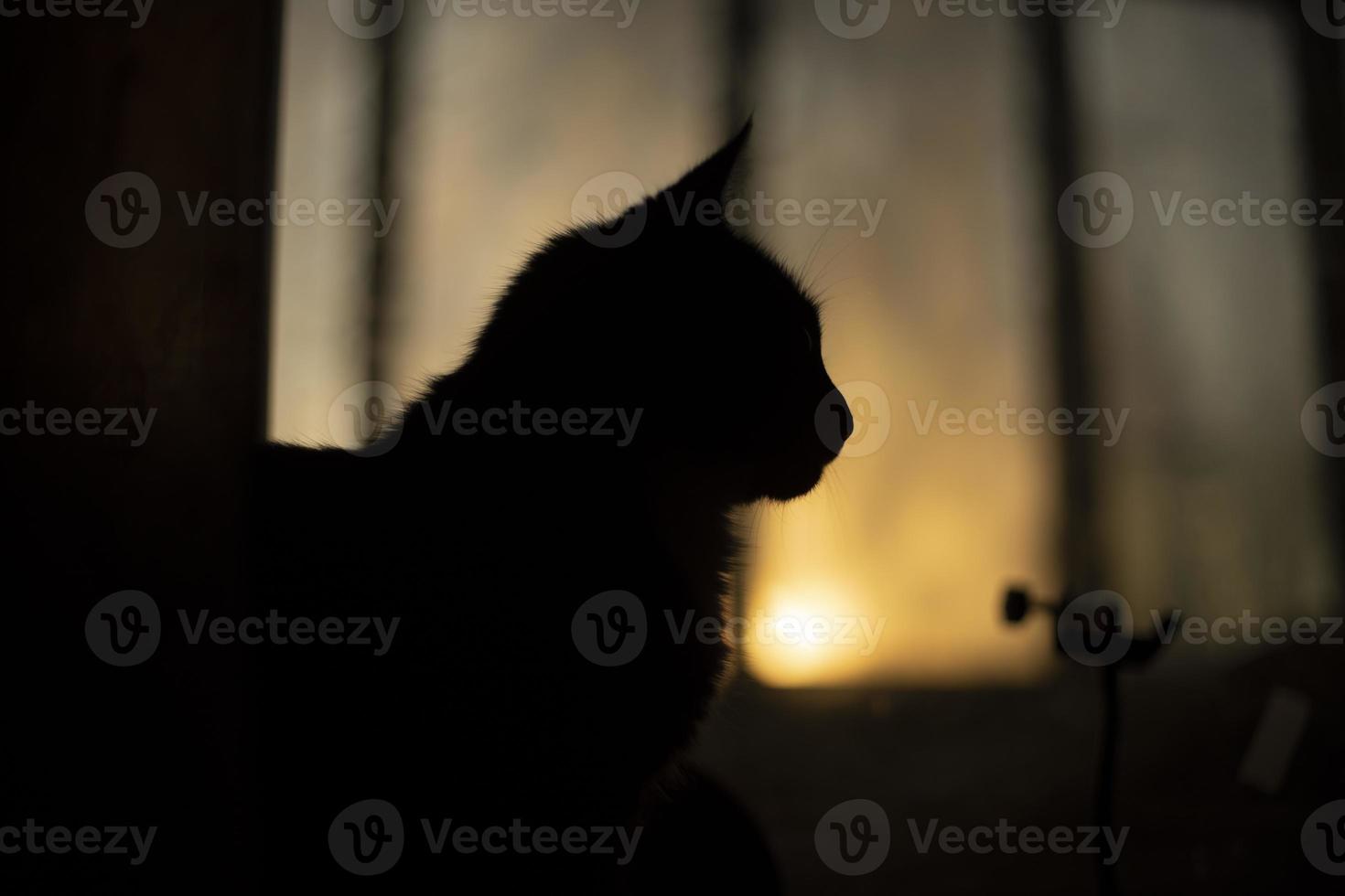 Silhouette of cat on background of window. Cat at home. Pet in morning. photo
