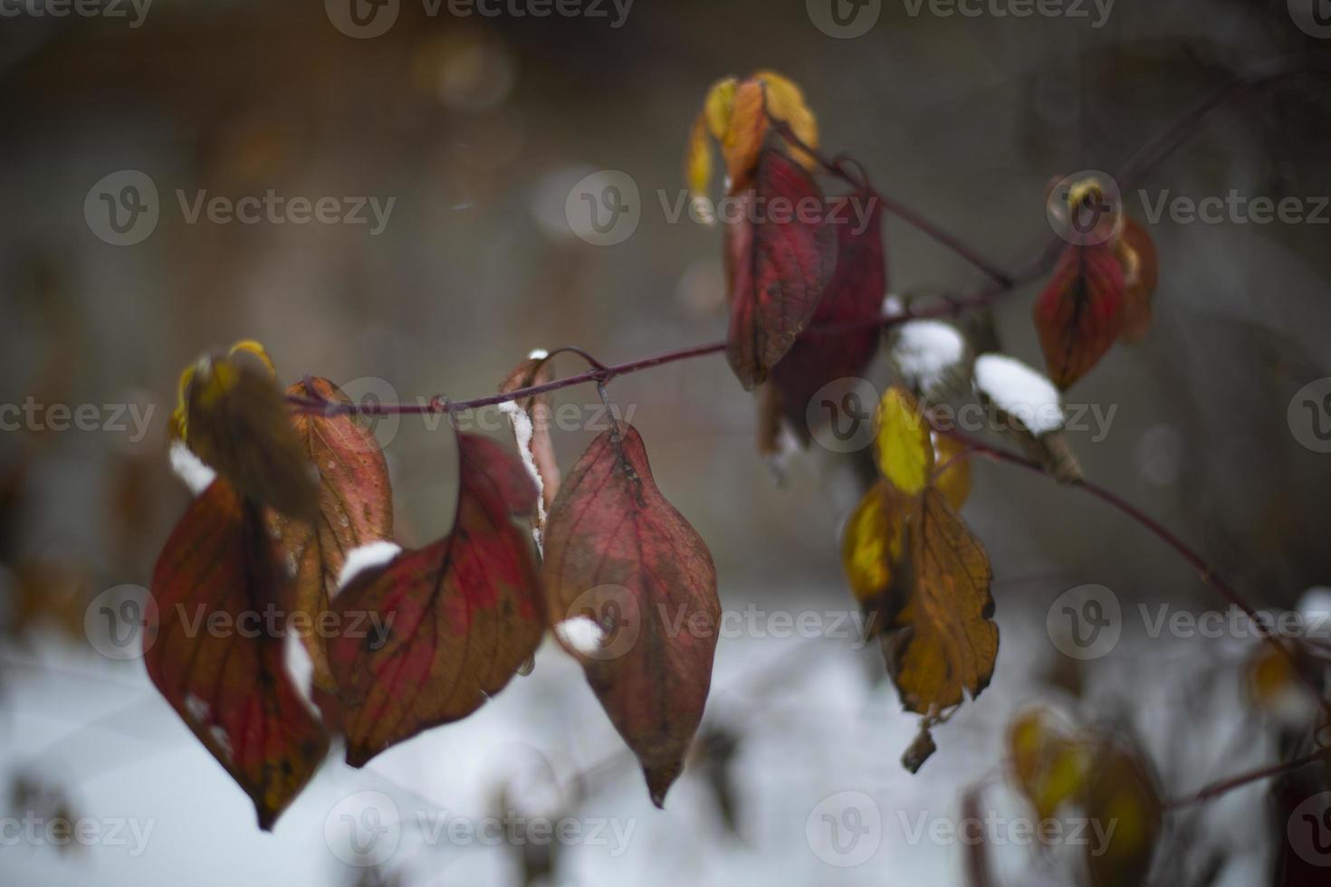 Leaves in snow. Last leaves in autumn. Plants in winter. photo