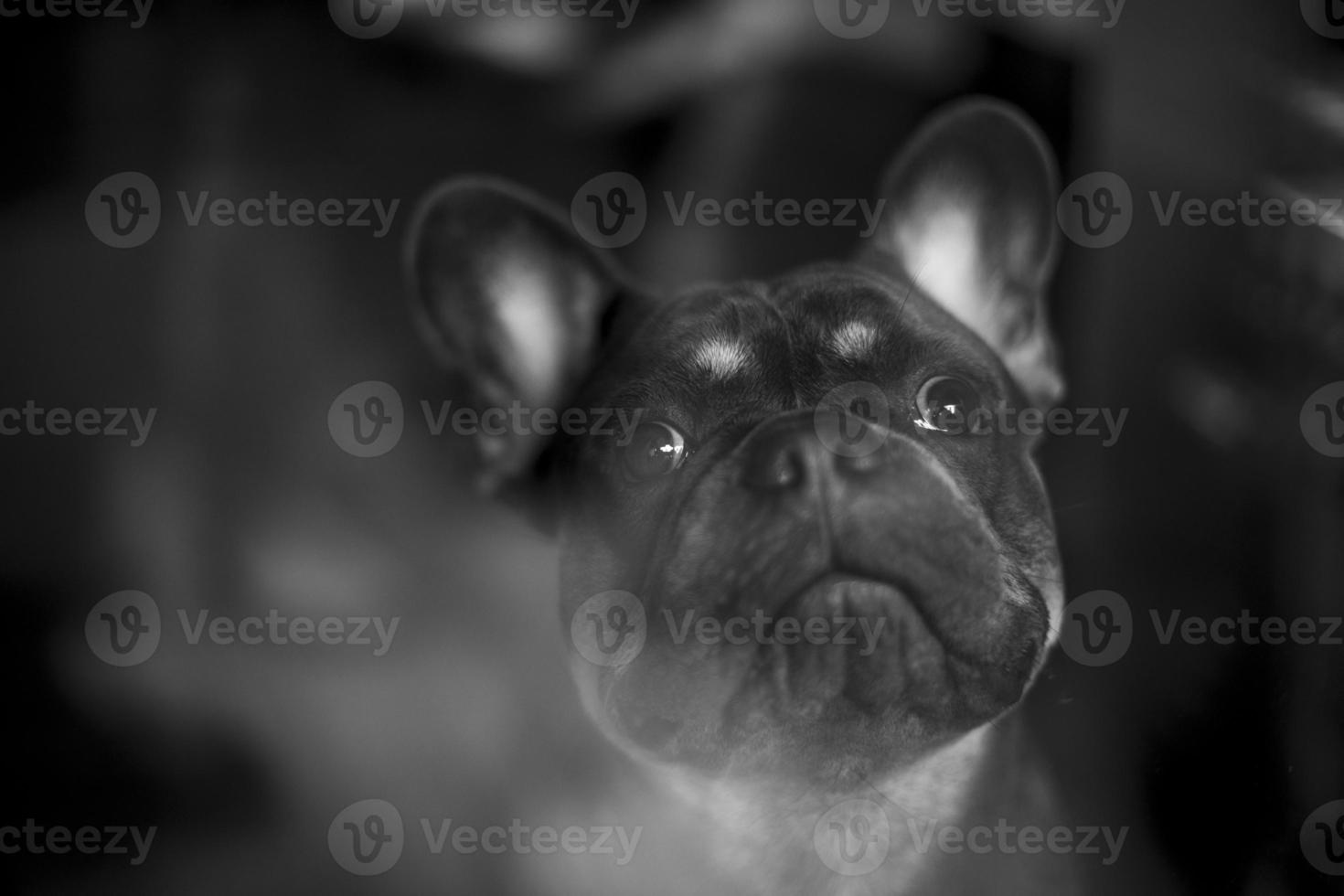 Portrait of dog. Pet through glass. Dog with funny face. photo