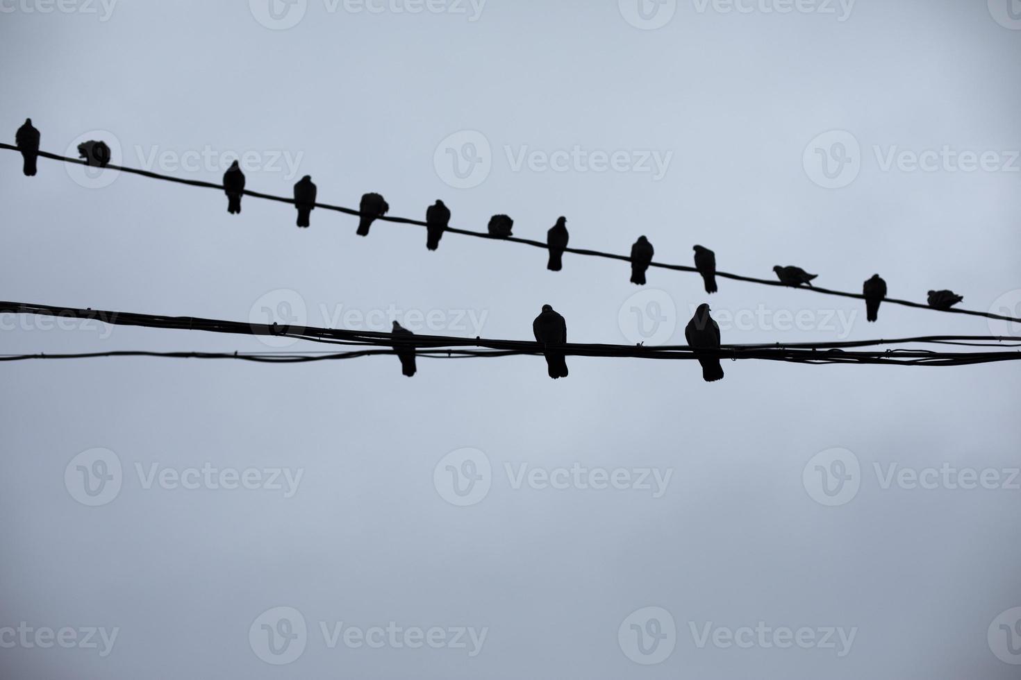 Pigeons on wires. Silhouettes of birds against sky. Pigeons sit on wire in group. photo
