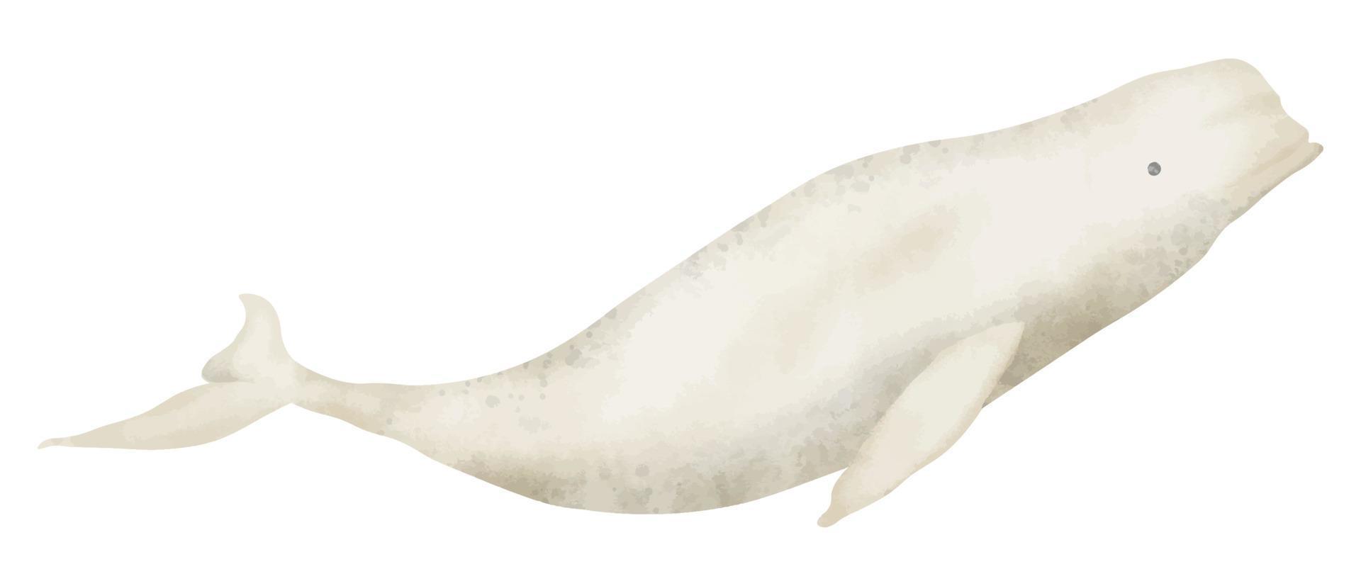Beluga Whale watercolor realistic hand drawn illustration. North ocean animal drawing on isolated background. Hand drawn sketch of big mammal Arctic underwater fish. Polar Delphinapterus leucas vector
