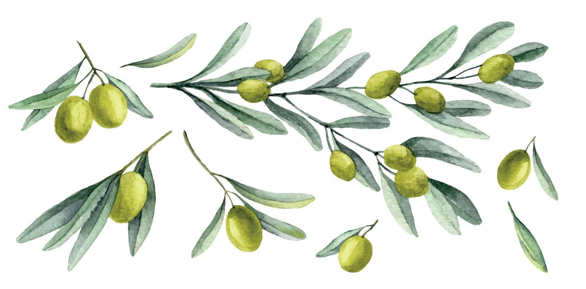 Olive Branches set. Watercolor hand drawn illustration with green plants and fruits on isolated background. Drawing for food oil production or invitations. Botanical sketch of Greece ingredient vector