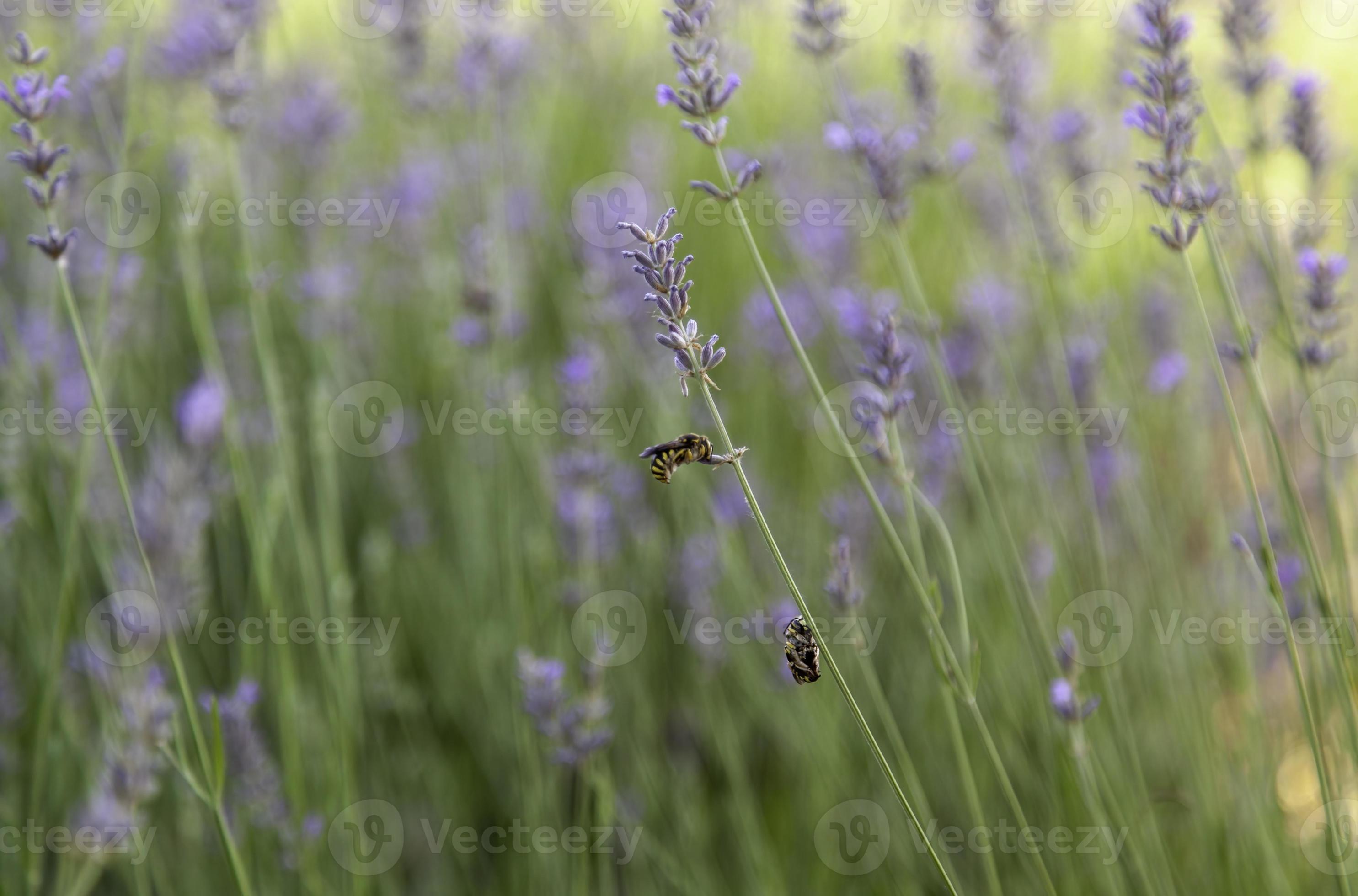 Wasps on lavender plant 19796261 Stock Photo at Vecteezy