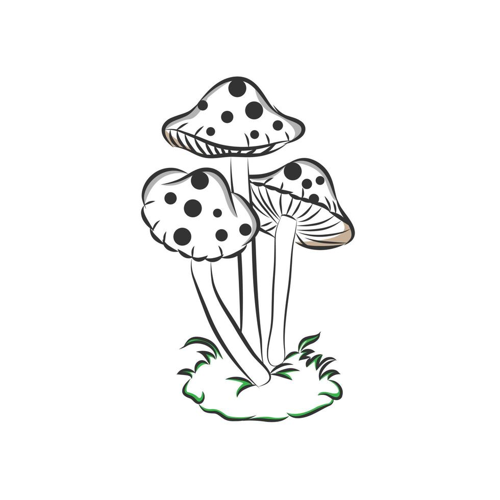 Illustration of some fly mushrooms in front of white background, panoama vector