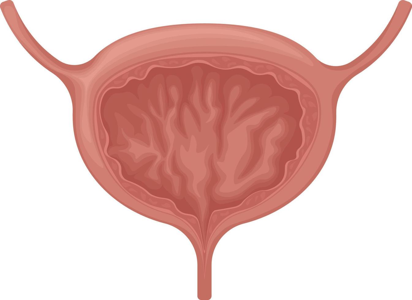 The bladder. Anatomy of the human bladder. The internal organ of a person. Vector illustration isolated on a white background. Medicine