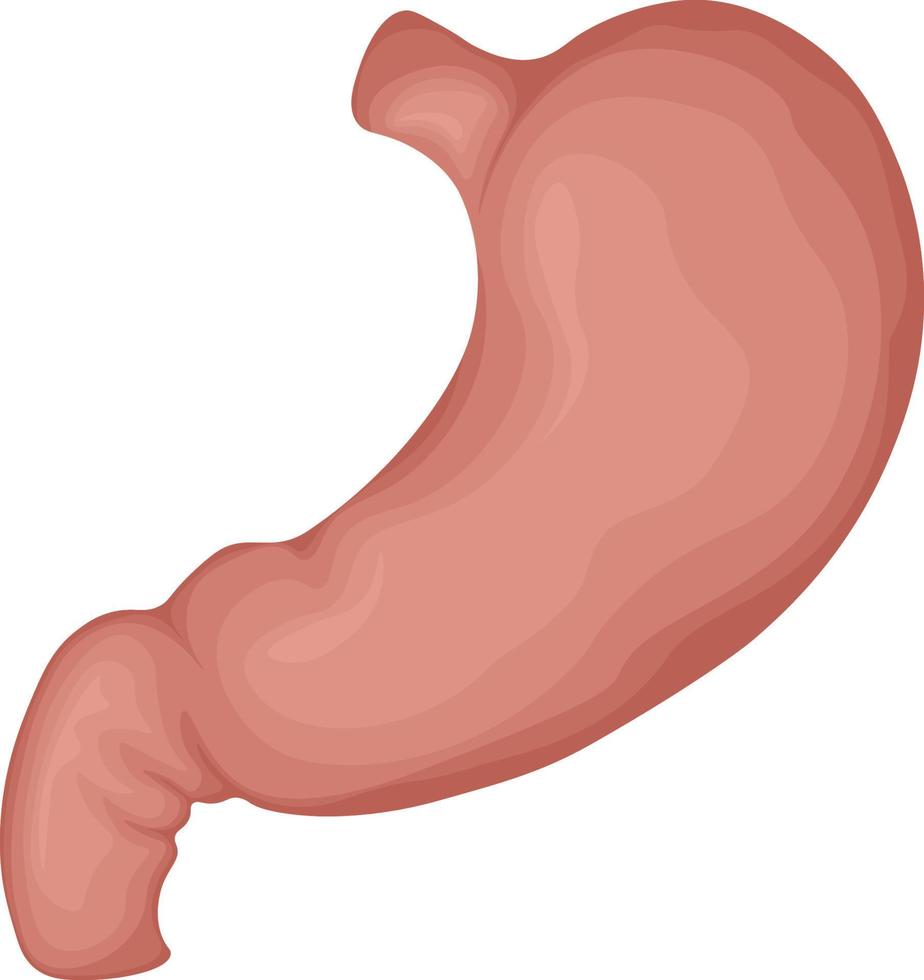 The human stomach. The anatomy of the human stomach. The internal organ of a person. Vector illustration isolated on a white background