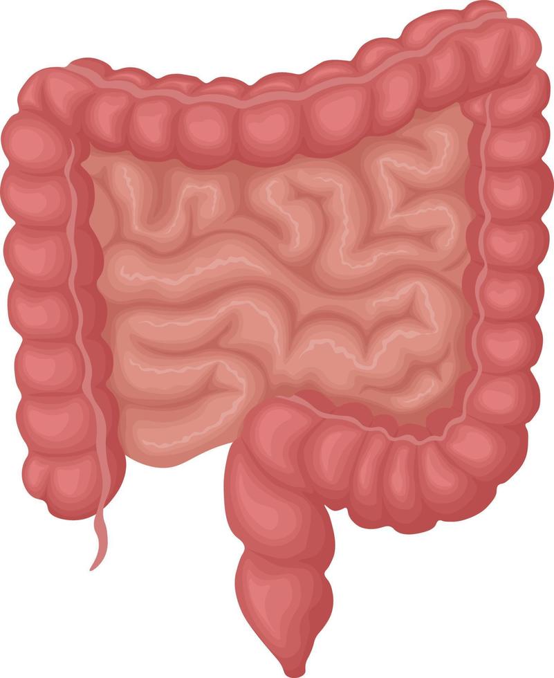 The human intestine. The anatomy of the human intestine. The internal organ of a person. Vector illustration isolated on a white background