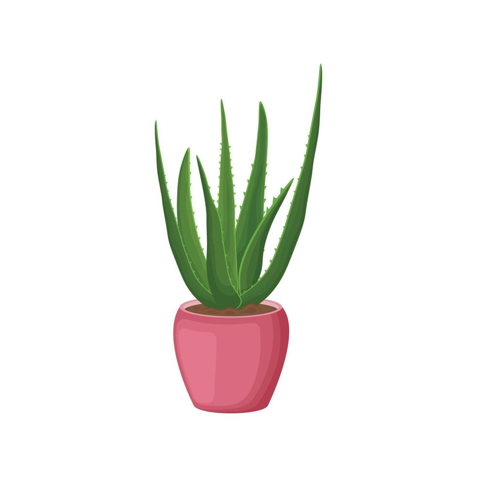 Aloe vera. Medicinal aloe plant in a pot. Indoor aloe plant in a pink pot. Vector illustration isolated on a white background