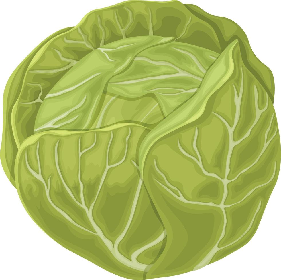 Cabbage. Image of a cabbage head. A ripe cabbage. Vegetables from the garden. Organic food. Vector illustration isolated on a white background.