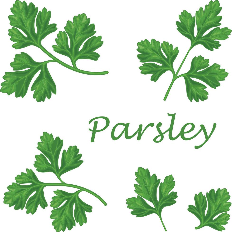 Fresh green plant, nutritious, tasty green parsley. Vector illustration. Vegetables ingredients in triangulation technique. Parsley low poly