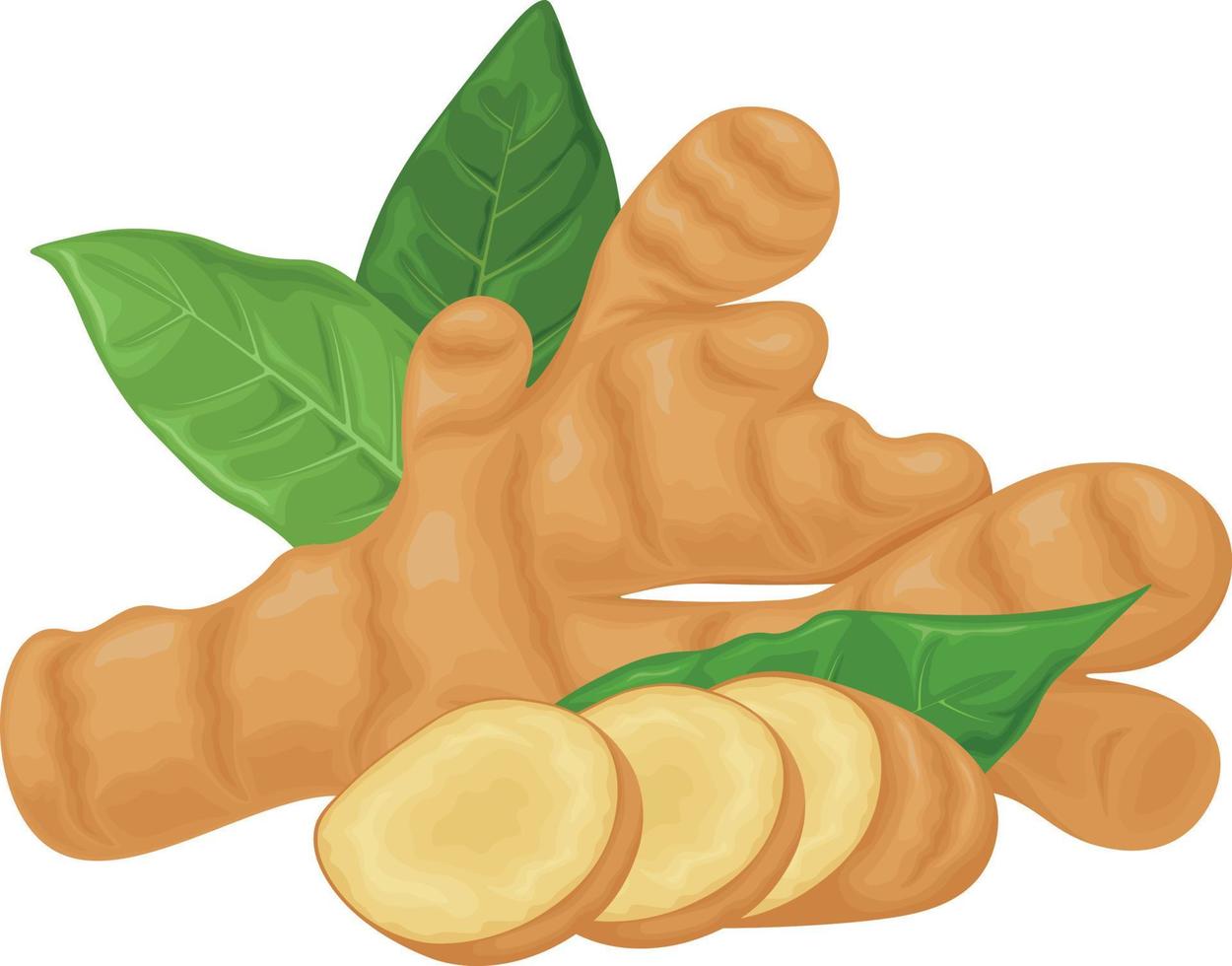 Ginger. Vector image of ginger with mint leaves. Medicinal plant in cartoon style. Isolated on a white background