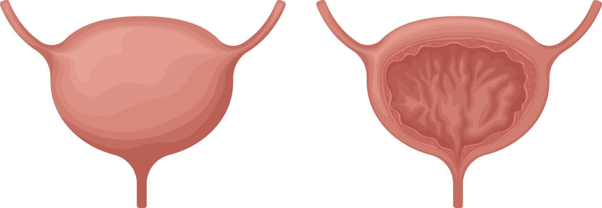 el vejiga. anatómico imagen de el vejiga. humano interno órganos urinario sistema en el sección. vector ilustración aislado en un blanco antecedentes