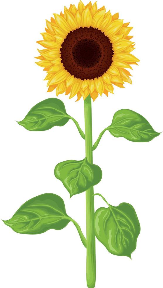 girasol. imagen de un girasol. el vástago y flor de un girasol con verde hojas. vector ilustración aislado en un blanco antecedentes