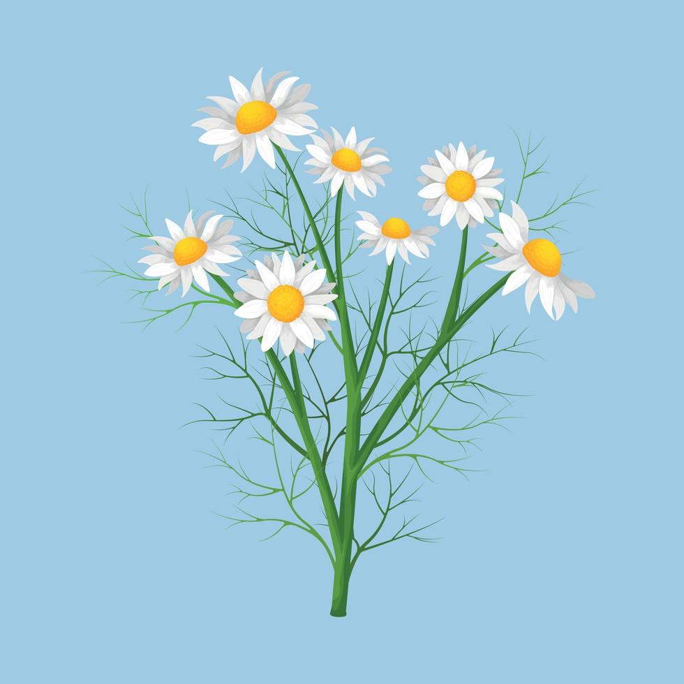 Chamomile. Chamomile flowers on the stem. A daisy in cartoon style. Medicinal plant. Vector illustration