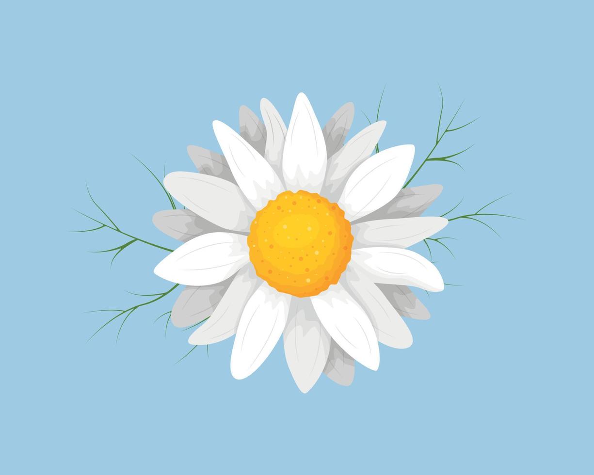 Chamomile. Daisy flower in cartoon style. A bright flower with white petals. Medicinal plant. Vector illustration