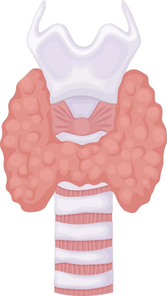 Thyroid gland. Anatomical image of the thyroid gland. Human internal organs. Vector illustration isolated on a white background