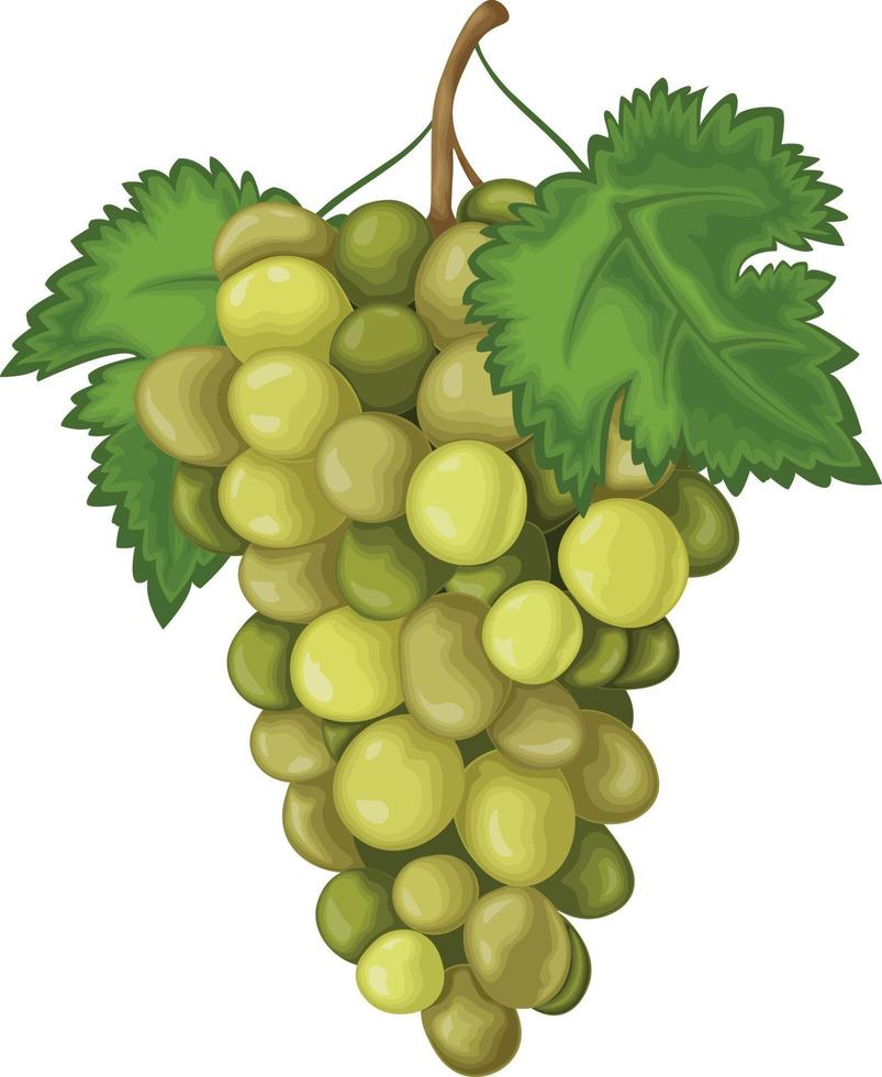 uva. uvas verdes maduras. uvas frescas. Ilustración de vector de uvas de vino aislado sobre fondo blanco