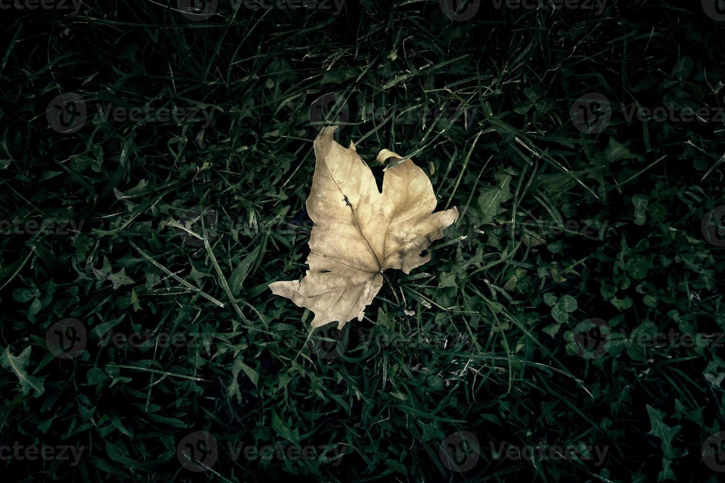 Yellow leaf in the grass photo