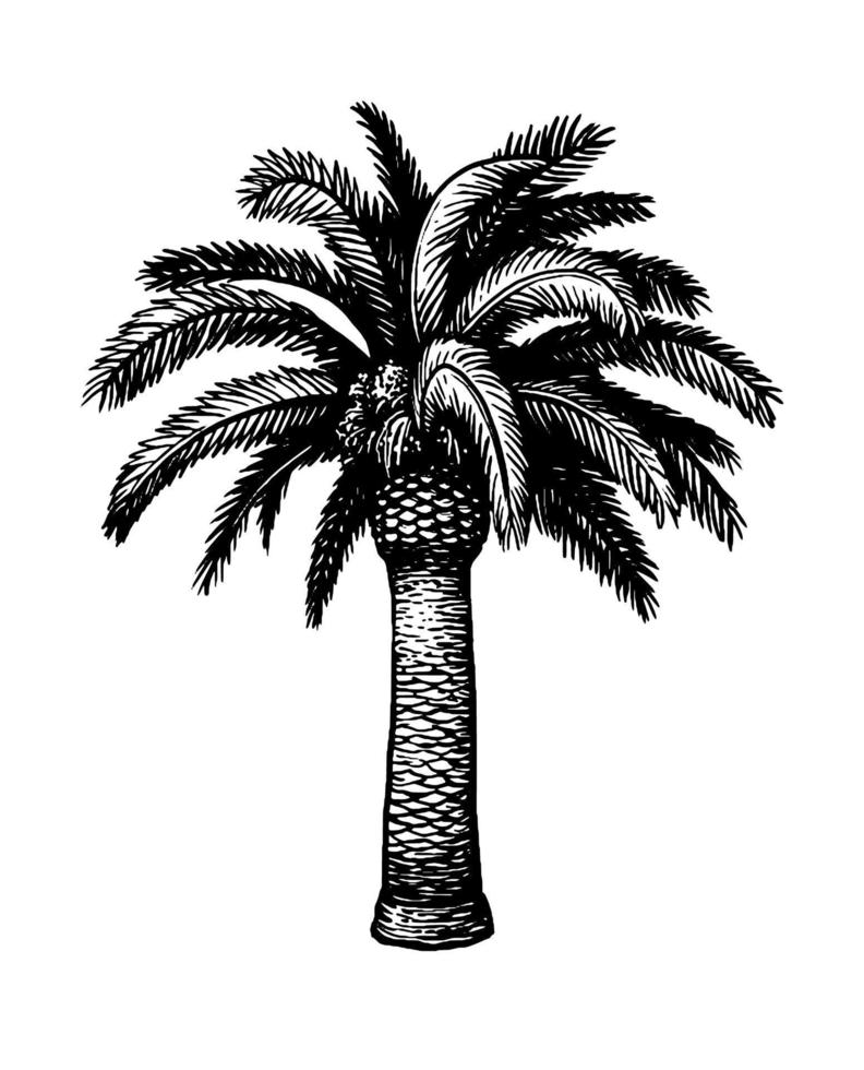 Hand drawn vector illustration of date palm tree. Ink sketch isolated ...