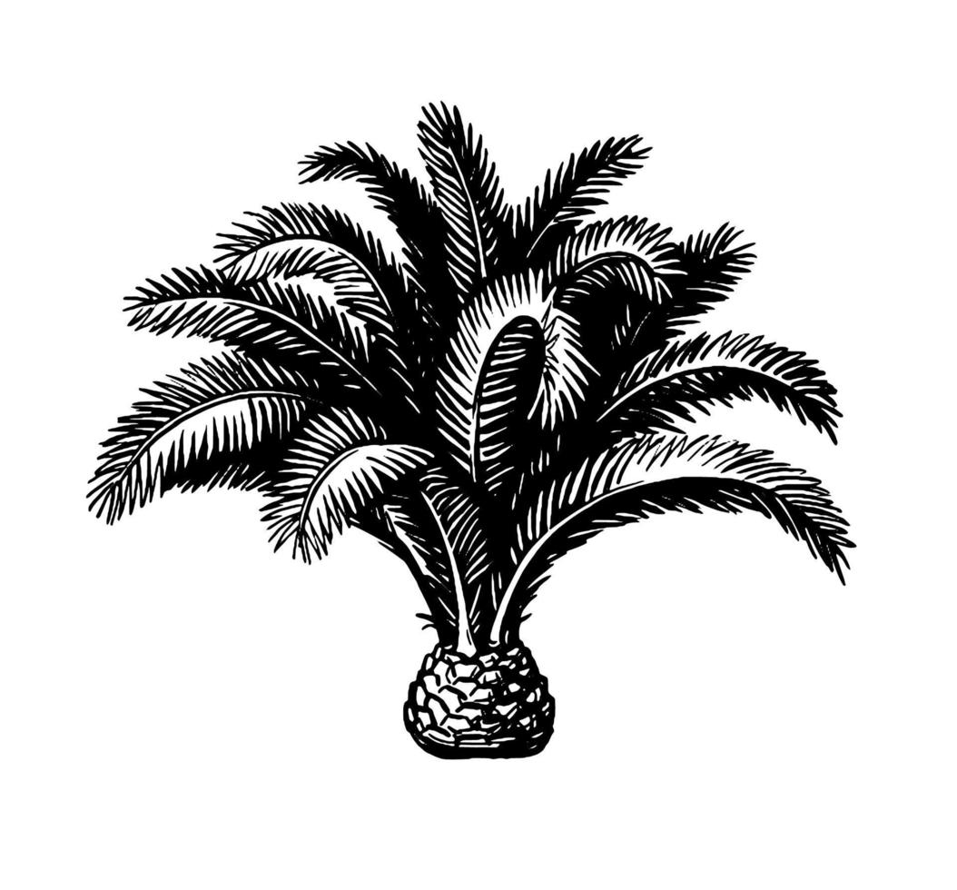 mano dibujado vector ilustración de pigmeo fecha palmera. tinta bosquejo aislado en blanco antecedentes. retro estilo.