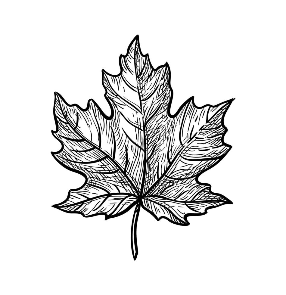 Ink sketch of maple leaf. Hand drawn vector illustration isolated on white background. Retro style.