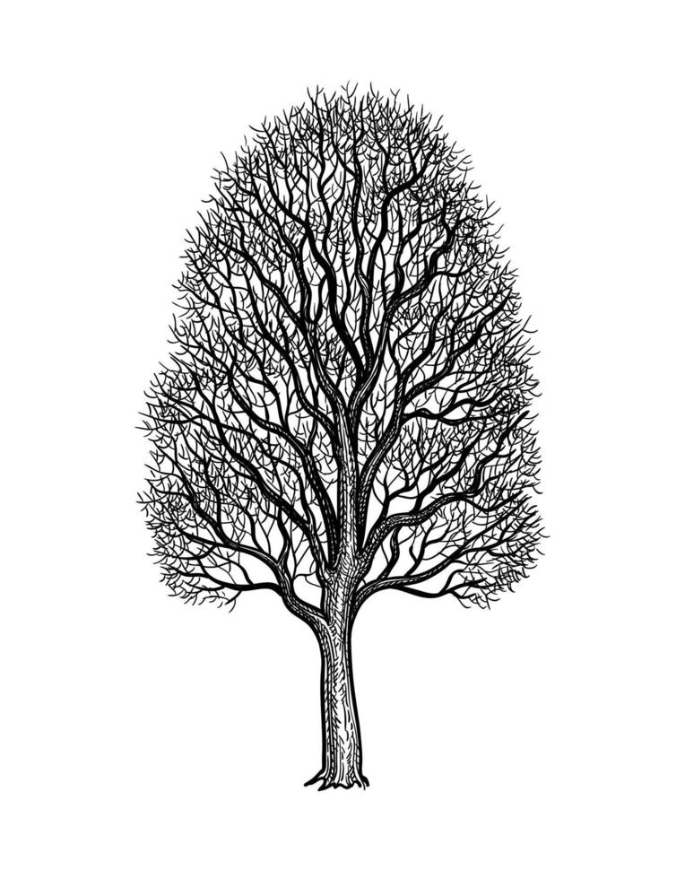 Ink sketch of Maple without leaves. Winter tree. Hand drawn vector illustration isolated on white background. Retro style.