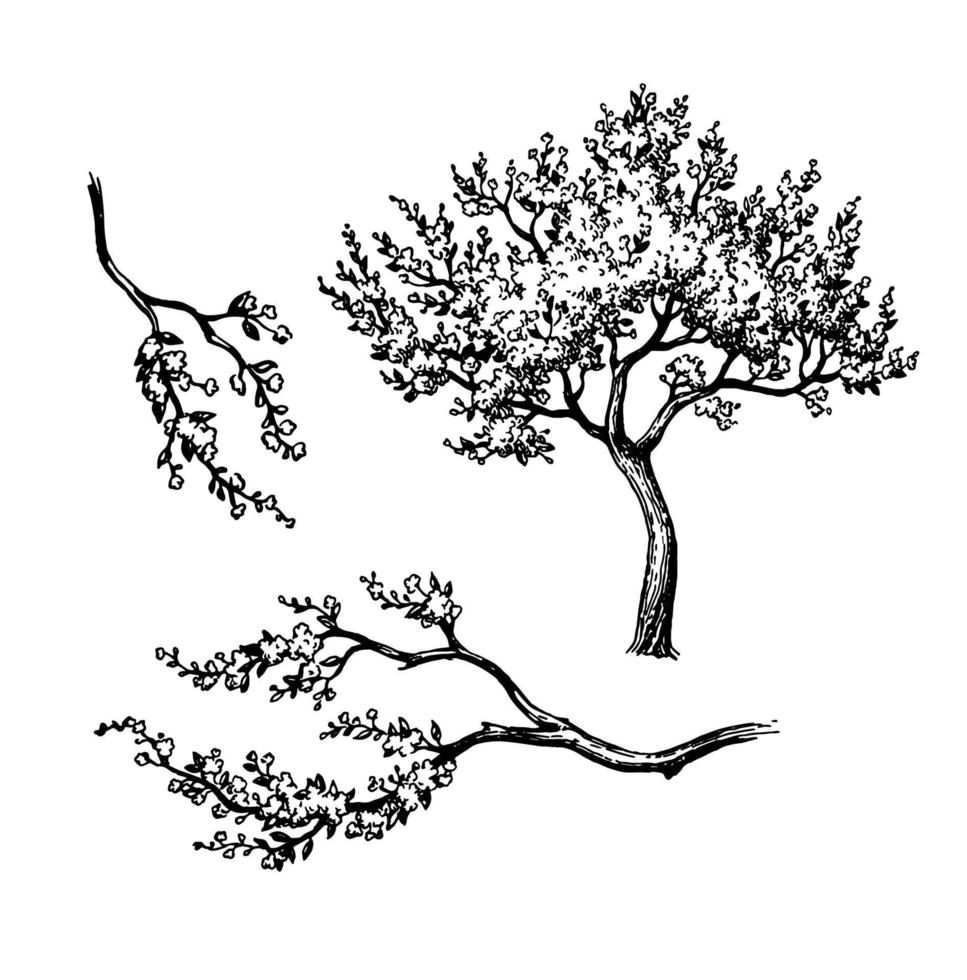 floreciente Cereza árbol y sucursales. tinta bosquejo aislado en blanco antecedentes. mano dibujado vector ilustración. Clásico estilo carrera dibujo.