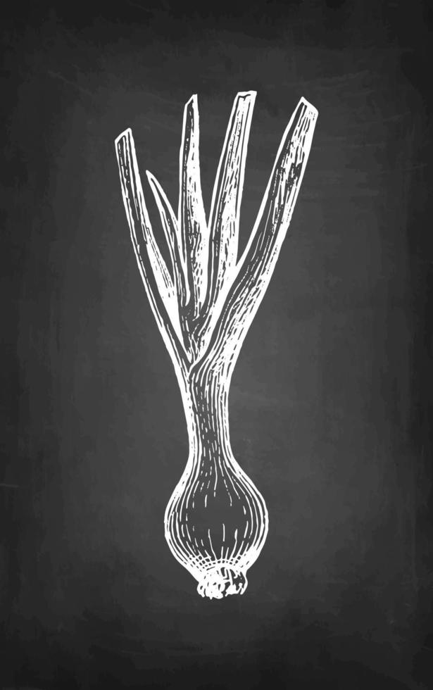 Scallion. Chalk sketch on blackboard background. Hand drawn vector illustration. Retro style.