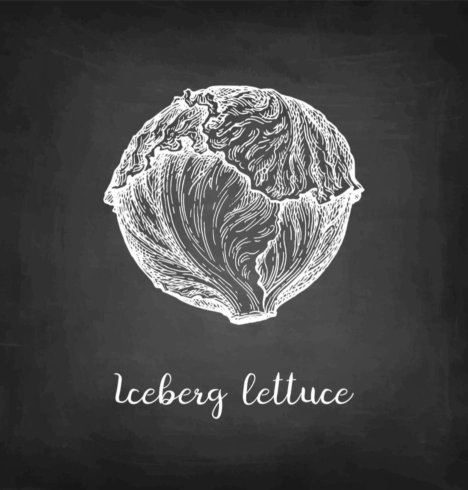 Lettuce iceberg. Chalk sketch on blackboard background. Hand drawn vector illustration. Retro style.