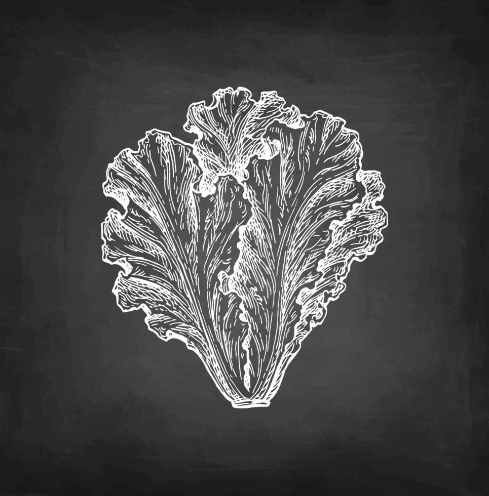 Lettuce. Chalk sketch on blackboard background. Hand drawn vector illustration. Retro style.