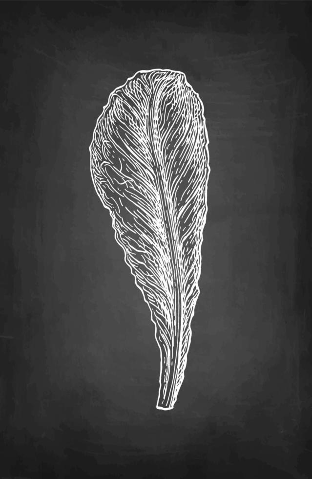Lettuce leaf. Chalk sketch on blackboard background. Hand drawn vector illustration. Retro style.