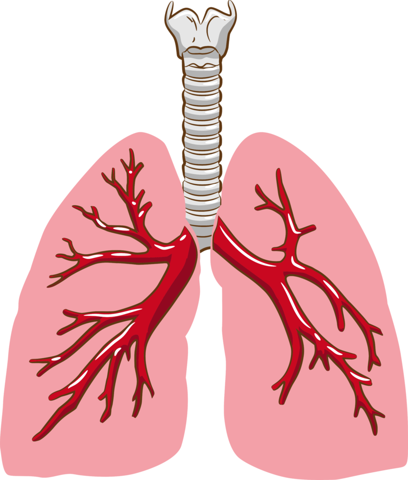 Lung png graphic clipart dedsign