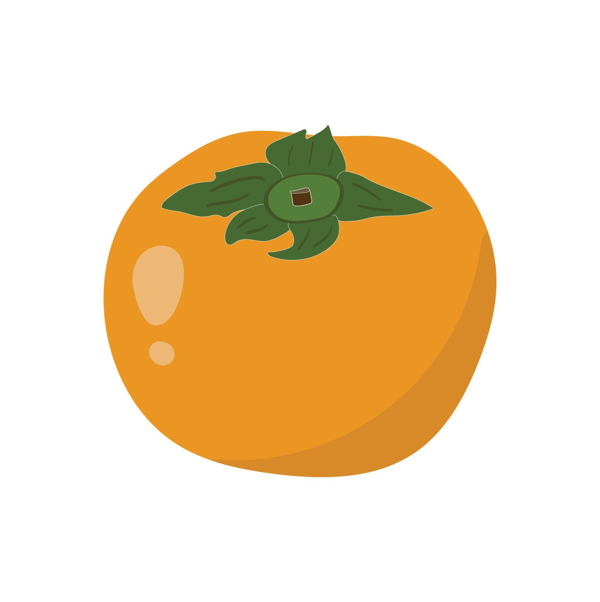 Persimmon is Japanese fruit illustration. Fresh cartoon persimmon