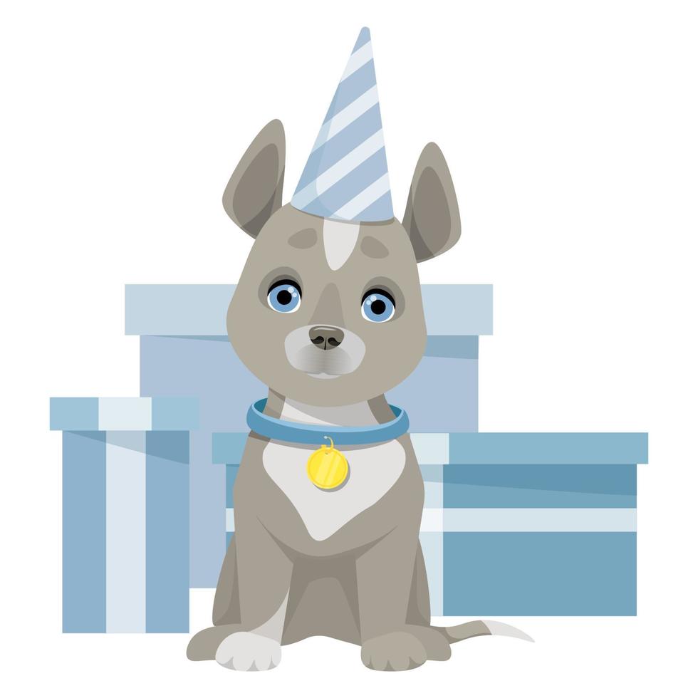 A gray cute dog sits in a cap and behind blue boxes with gifts vector