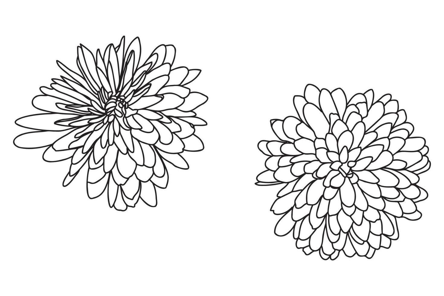 Garden Chrysanthemum painted in black outline is intended for postcards, prints, March 8, Valentine, clothing and fabric printing, etc. vector