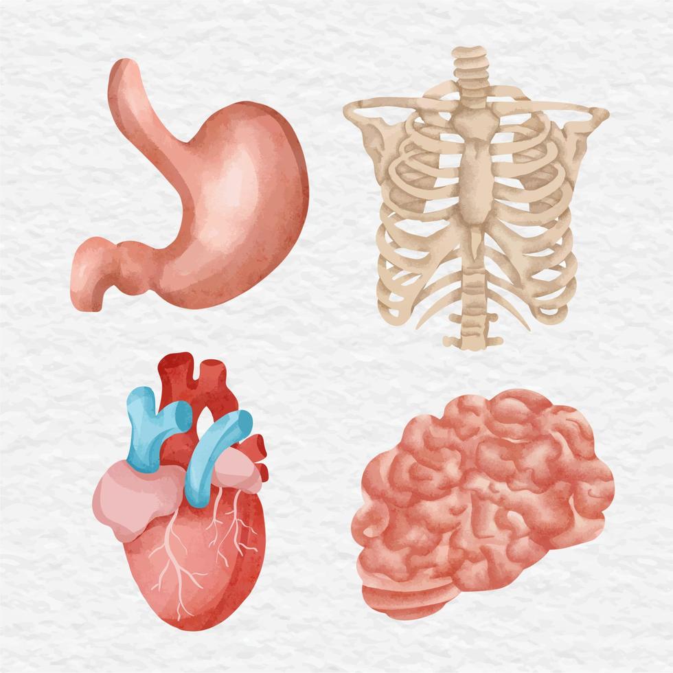 acuarela humano anatomía Organo elemento acortar Arte vector