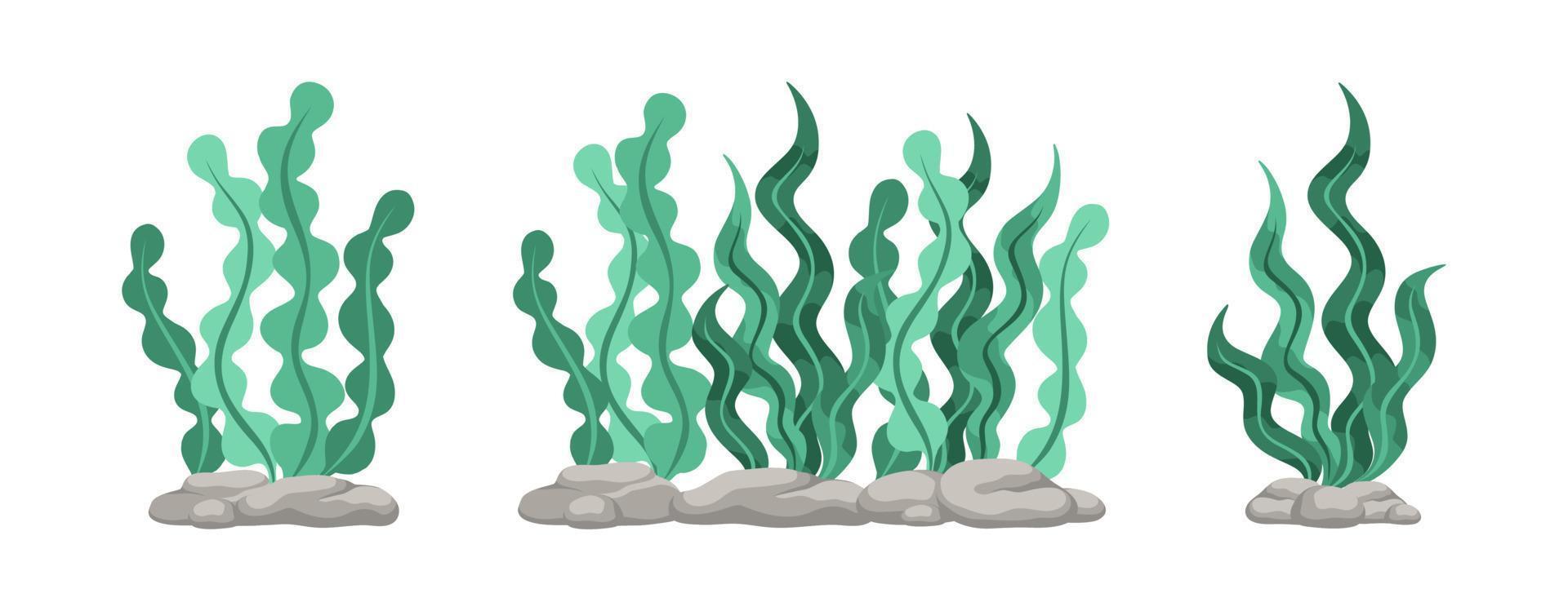 Set of green algae, sea grass, underwater seaweed plants. Vector illustration design elements collection on a white background.