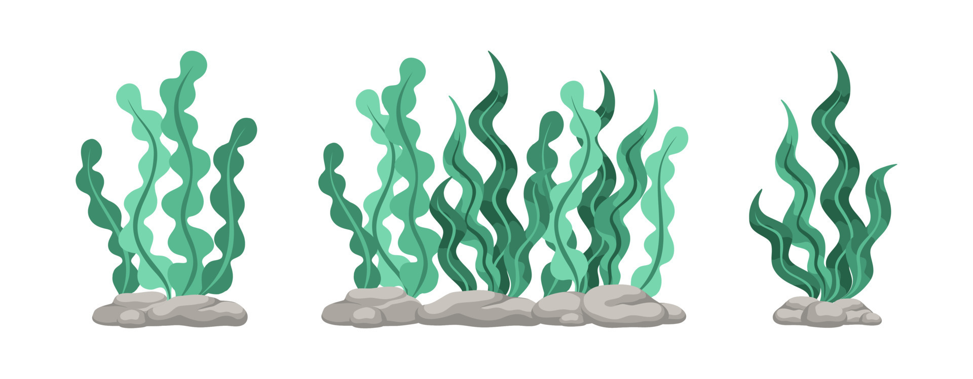 Set of green algae, sea grass, underwater seaweed plants. Vector