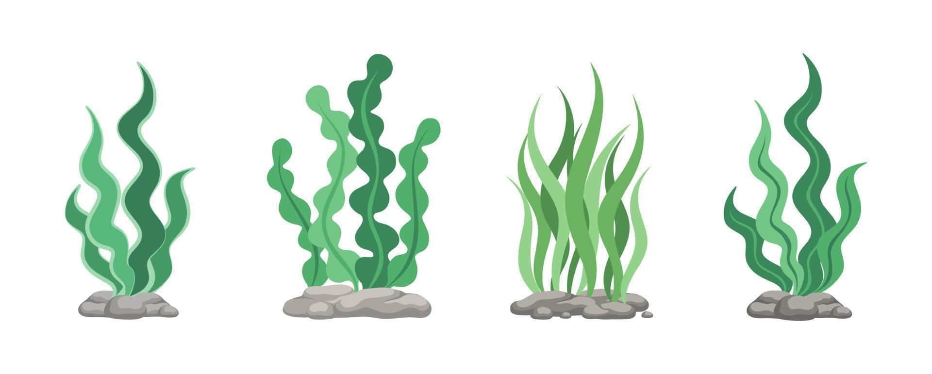 Set of different underwater sea plants and green algae for food. Edible seaweed and leaves. Plants of the aquarium. Vector illustration