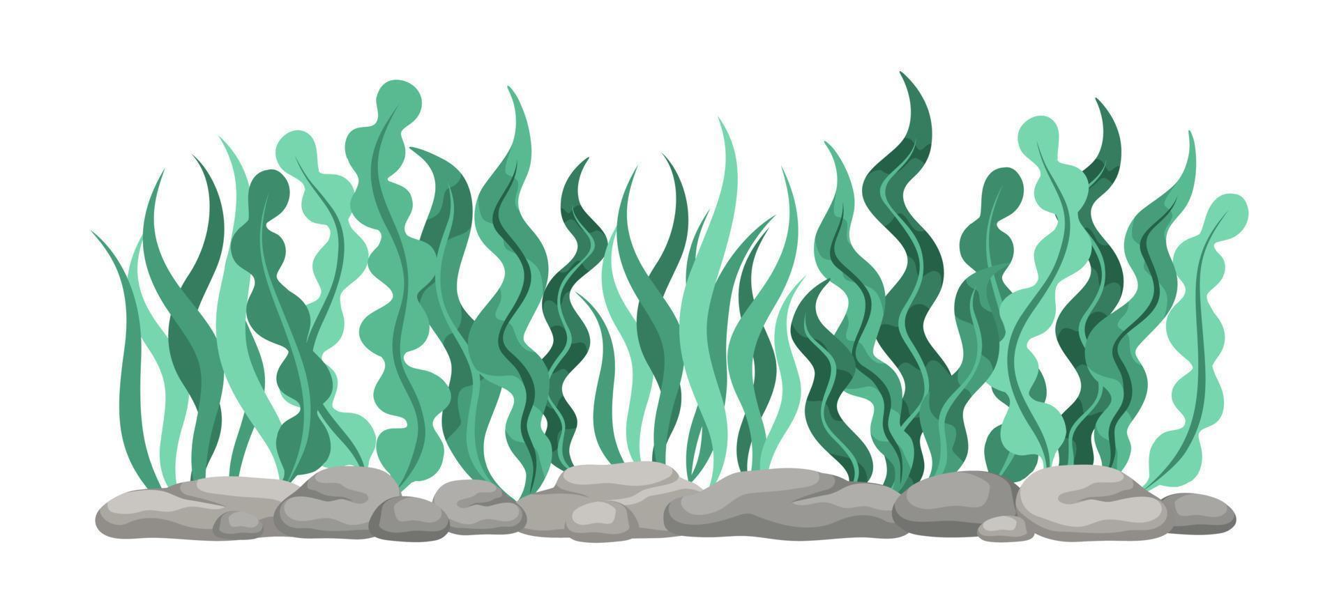 submarino organismo algas algas marinas garabatear vector. orgánico agua planta ilustración. vector