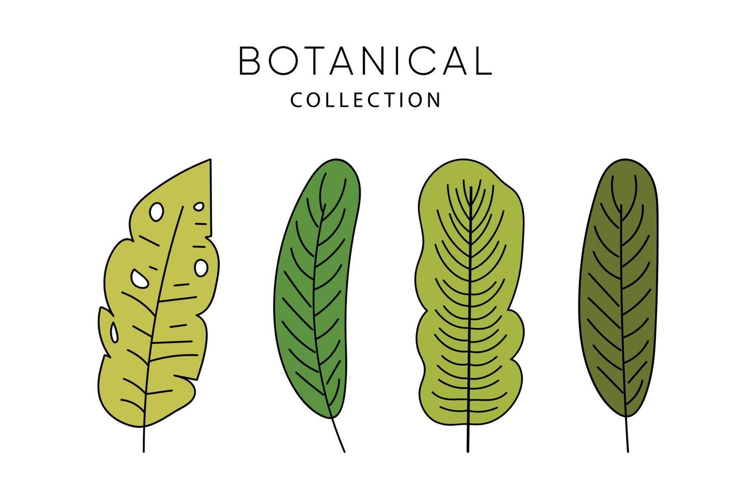 conjunto de mano dibujado botánico hojas vector