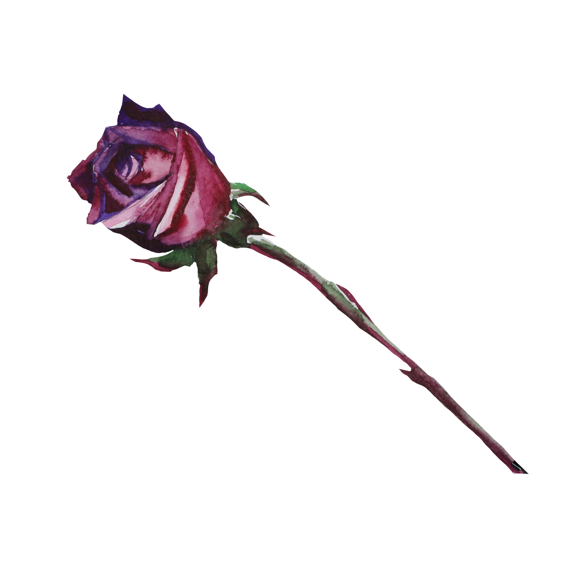 rose bud watercolor 19818528 PNG