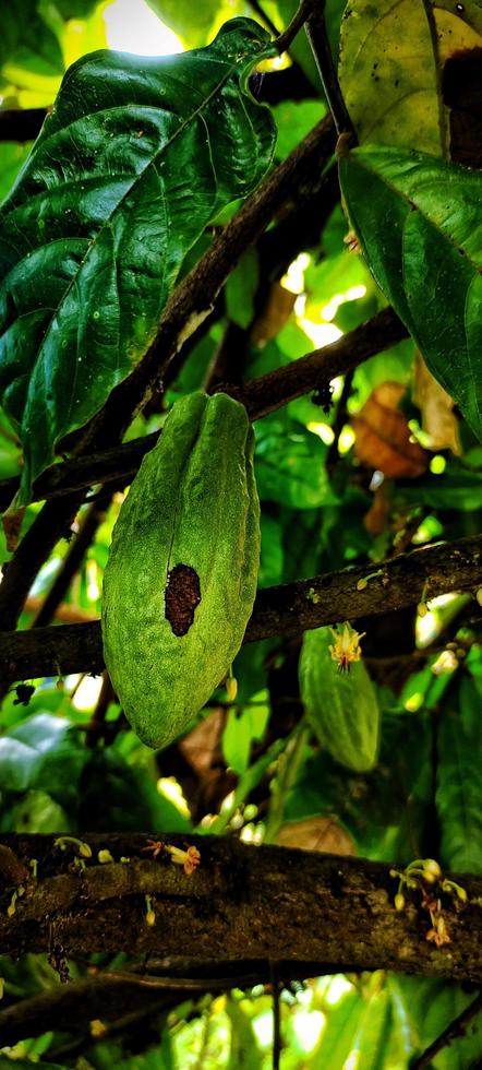 Portrait of buah coklat or kakao fruits. photo
