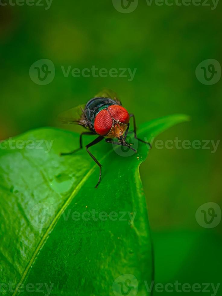 A fly pearched on a leaf photo