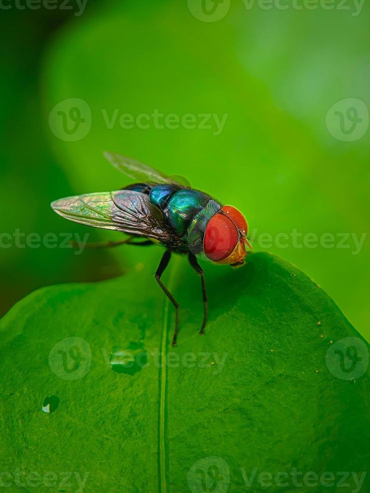 un mosca perlado en un hoja foto