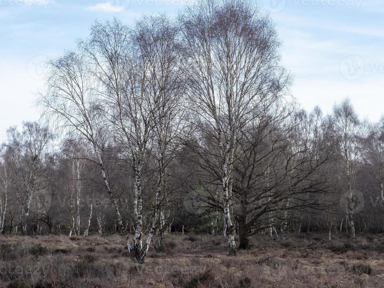 Bare silver birch trees on heathland in winter photo