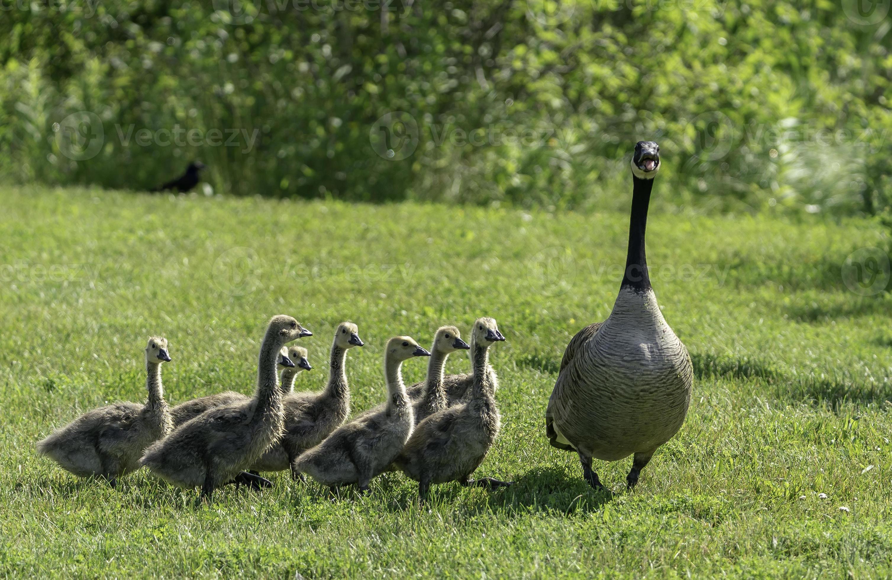 A mother Goose and her Goslings. 19820156 Stock Photo at Vecteezy