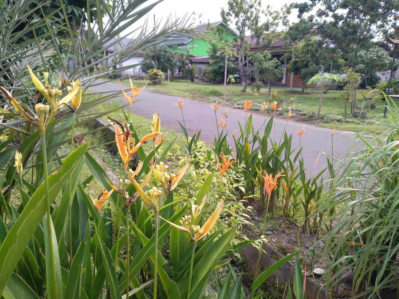 Yellow flowers and orange flowers blooming in the side road look so beauty photo